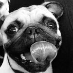 Bruce Wayne Ignacio - @pugnacho2014 - Instagram