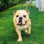 Bruce Wayne Bulldog Ingles - @brucewayne__bulldog_ingles - Instagram