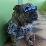 Bruce Wayne Bulldog Inglês - @brucewaynebulldogingles - Instagram