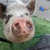 Wayne Inman - @wayne.inman7 - TikTok