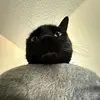 Wayne - @wayneish_ - TikTok