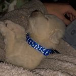 Wayne Ivey Coleman - @wayneivey_thepup - Instagram