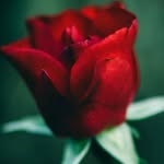 dr waynejonas - @dr_waynejonas7 - Instagram