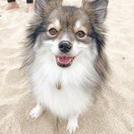 Wayne Jones Branch Compton - @pumsky_pomeranians_world - Instagram
