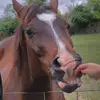 Wayne_Judy_sandy_the_horses - @wayne_the_horse - TikTok