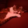 waynekenney175 - @waynekenney175 - TikTok
