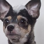 Wayne Lemieux - @wlem11 - Instagram