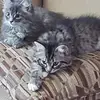 Wayne Leung675 - @wayneleung2 - TikTok