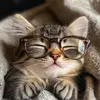 Cats lover 001 - @chriswayne.linkin - TikTok