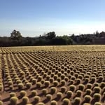 Wayne Loomis - @plants2005 - Instagram