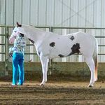 Wayne 🐴 Platinum Loper - @platinumloper - Instagram