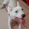 Balao - @wayne.luis - TikTok