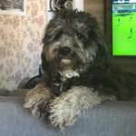 Bruce Wayne Pedrique Luna - @brucewayne_oficialdog - Instagram