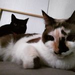 Luna & Bruce Wayne - @lunabrucewayne - Instagram