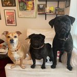 ricky, wayne, and luna - @rickywayneluna - Instagram
