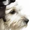 MISTYMAGGIE - @waynelindgren - TikTok