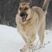 Wayne Lindgren - Facebook