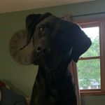 Brooks Wayne Mace - @brookswayne_lab - Instagram