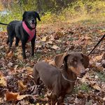 Penny🐾Macey🐾Lil Wayne🐾Vitale🐾 - @penny_macey_lilwayne - Instagram