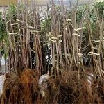 Gordon Wayne Madewell - @gmadewellnursery - Instagram