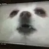 waynemahood3 - @modestpilots - TikTok