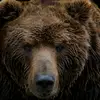 waynemalone5 - @bearmalone1 - TikTok