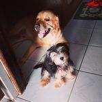 Bruce Wayne & Marley - @bruce_marley21 - Instagram
