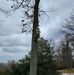 Wayne Martin's Tree Service - Facebook
