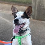 Wayne Rothbart-Farquad Maynard - @waynetherockmaynard - Instagram