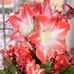 Wayne McCullough - Facebook