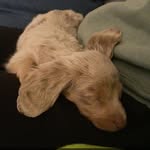 Wayne McElroy - @wayne.theween - Instagram