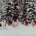 Wayne McLellan - @wayne_mclellan - Instagram