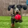 Ralph the Dachshund 🐶 - @waynemcmurray2 - TikTok