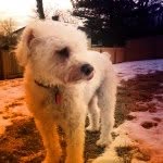 Wayne "Rooney" McNaughton - @rooneythedog12 - Instagram
