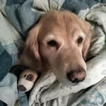 wayne mcnutt - @mcnuttwayne - Instagram
