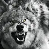 Wayne McElraft - @wayne.mcelraft - TikTok