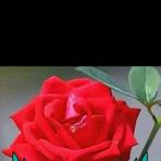 Wayne Medina - Facebook