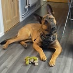 Wayne Norris - @wayne_meerkat_norris - Instagram