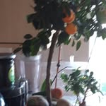wayne michael wheeler - @waynemichaelwheel - Instagram