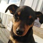 Copper Wayne Montoya - @copper_power_love - Instagram