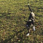 Wayne “Chalupa Batman” Moorman - @waynethepuppers - Instagram