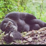 Wayne Mullett - @waynemullett - Instagram