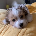 Bruce Wayne Navarro - @batpupper - Instagram