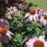 wayne neal  price - @waynenealprice - Instagram