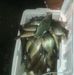 Lake Martin Crappie Guide By Wayne Neighbors - Facebook