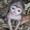 Wayne Nguyen - @ausviet - TikTok