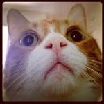 Wayne Niemi - @waynefantastic - Instagram