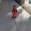 Orville Wayne - @orville.wayne - TikTok