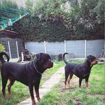 Wayne Nurse - @waynos_nanos - Instagram