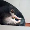 wayneodonnell171 - @wayneodonnell171 - TikTok